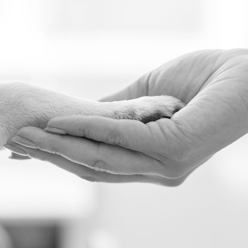 Chiropraktische Behandlung Tiere - Sander Chiropraktik